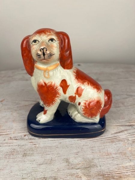 Staffordshire King Charles spaniel