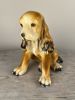 Hund Spaniel