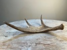 Horn 