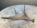 Horn 
